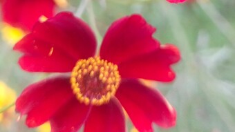 I captured some Red Flowers