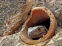 Ctenosaura Similis
