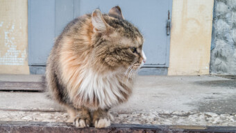 🐈 Cat Next Door