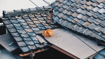 What Happened to the Roof of the House of Jesus?