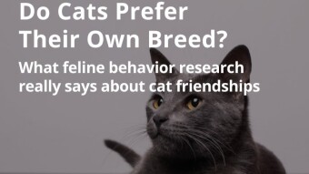 Do Cats Prefer Their Own Breed?