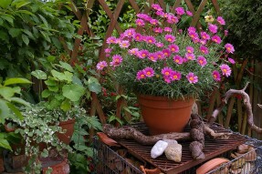 How to amend and plant in a clay soil