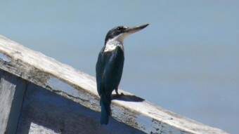 Collared kingfisher and Pacific Swallows on the route of my travels in the Philippines