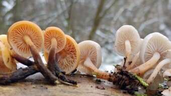 Flammulina velutipes - an albino variety of the mushroom, is it possible?