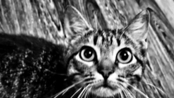 The Cat is Out of The Bag