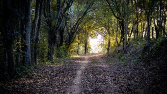 Boreal forest adventure