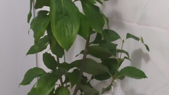 Cranberry fruit sapling (Kızılcık meyve fidanı)