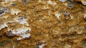 Mushroom Monday - Overlooked Wonders: The Crust Fungi