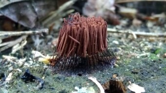 Stemonitis axifera (Paździorek rdzawy) - mushrooms with unusual shapes