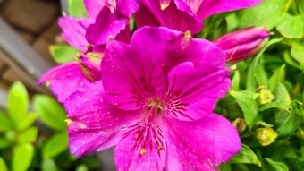 Alstroemeria flower photography