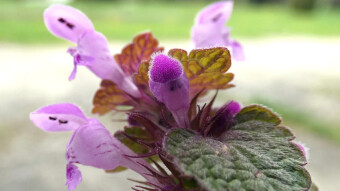 Purple dead-nettle, or purple archangel, a beautiful medicinal plant considered by many to be a weed