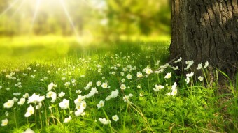 The Intersection of Cryptocurrency and Alternative Medicine