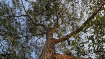 Tree for thoughts