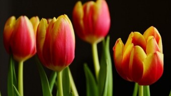 Spring Flowerlore of Tulips