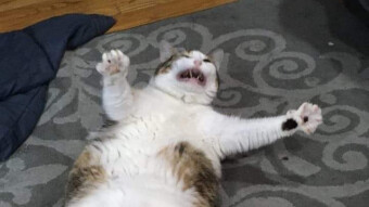 Sad cat pictures
