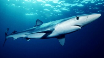 Spearfishing Man Killed by Shark in Australia