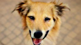 How To Generate Any Image From Text: The Wonders of AI in Computer-Generated Imagery