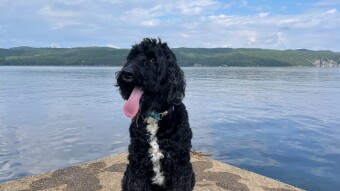 Cosmo enjoying his vacation at Basin Harbor, Vermont {DOG PICS}