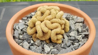 Mammillaria elongata cristata