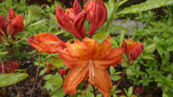 Japanese rhododendron or Azalea - beautiful flowers of the Park