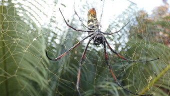 Big Spider - resident on our property, Zanzibar Paje
