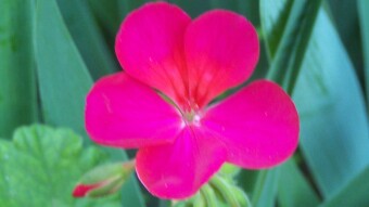News from the garden