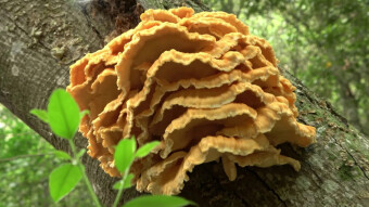 Crab of the woods, or Chicken of the woods - an edible and tasty arboreal parasite