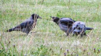 Meeting with a family of gray crows