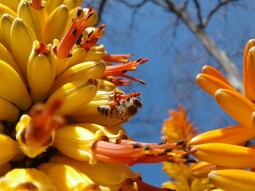 We Rescued Bees From An Irrigation Box!!