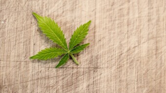 Mexico's Lower House Passes Bill Legalizing Recreational Cannabis