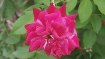 A Rose's Journey, Beauty Through the Phases of Life