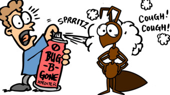 See How Ants React to Aspartame - Homemade Ant and Cockroach Control Recipe