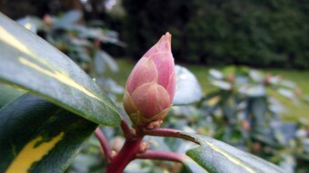 These plants are not afraid of frost - Rhododendron Goldfimmer