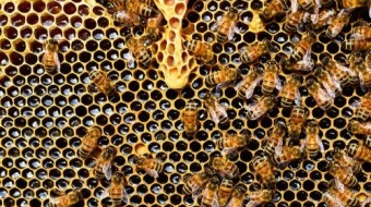 Honeygain... Is it worthwhile?