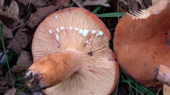 Can forest mushrooms be eaten raw? - Weeping milk cap (Mleczaj smaczny)