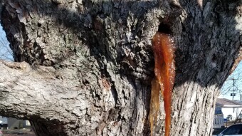 My Maple is Puking!