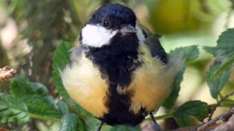 A male great tit came for a feeding and presentation