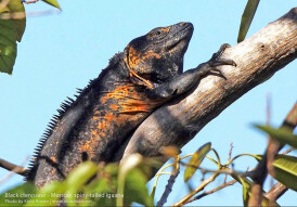 Ctenosaura Similis