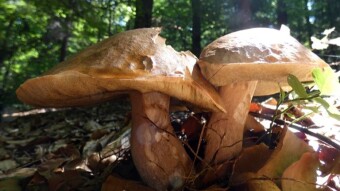 Porcini mushrooms and Parasol mushroom are a good harbinger of the autumn mushroom season