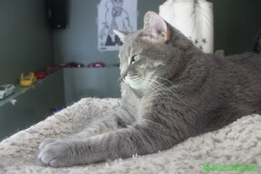 Tesla observing the world through the window