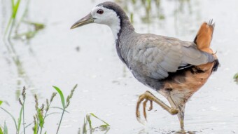 White-breasted Waterhen