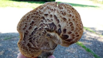 Tasty spring arboreal mushroom - dryad's saddle or pheasant's back mushroom