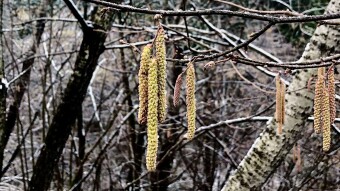 Postcard from Spring