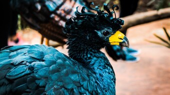 DODO Reborn