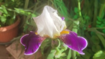 Iris: no comment, keep watching