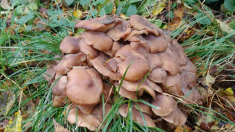 Chicken of the Road (Fried chicken mushroom) - Lyophyllum decastes
