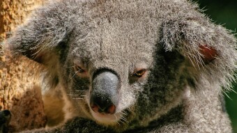 Smart Strategies for a Bear Market