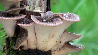 Polyporus tuberaster, a rare arboreal mushroom with medicinal properties