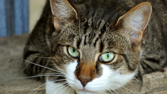 Cats Mimic Their Owner’s Traits According To Research