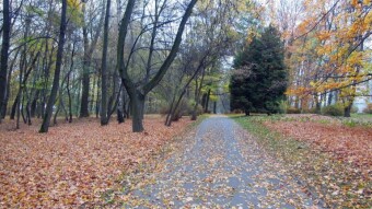 The sun appeared for a moment, a nice walk - My Actifit Report Card: November 14 2024